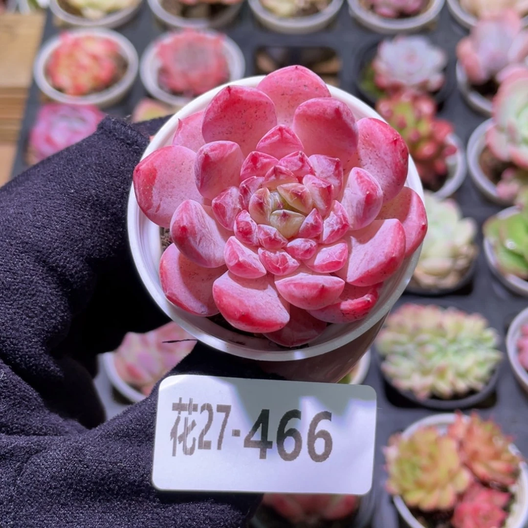 花利美27-466果汁