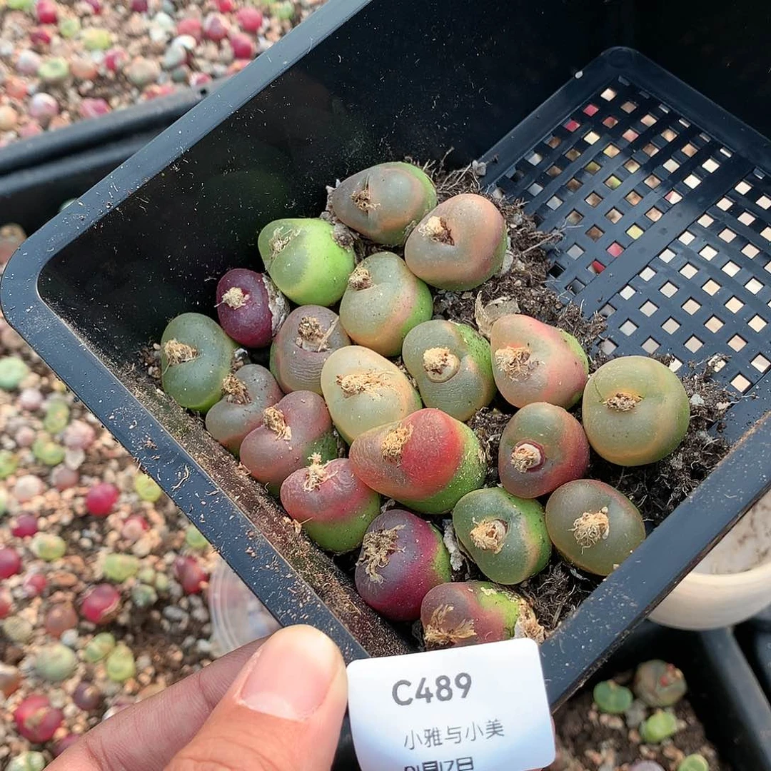 小****食C489多肉植物保护