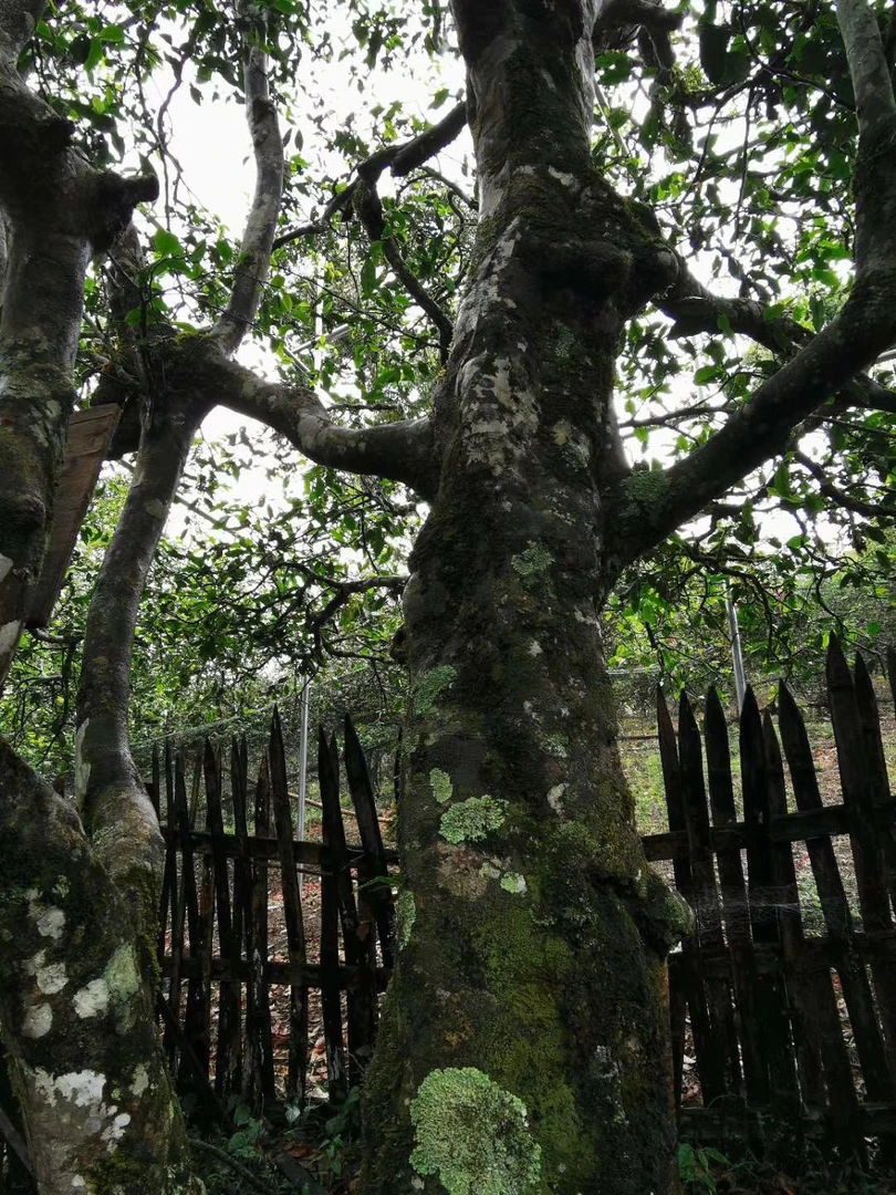 茶王树高杆100克散茶