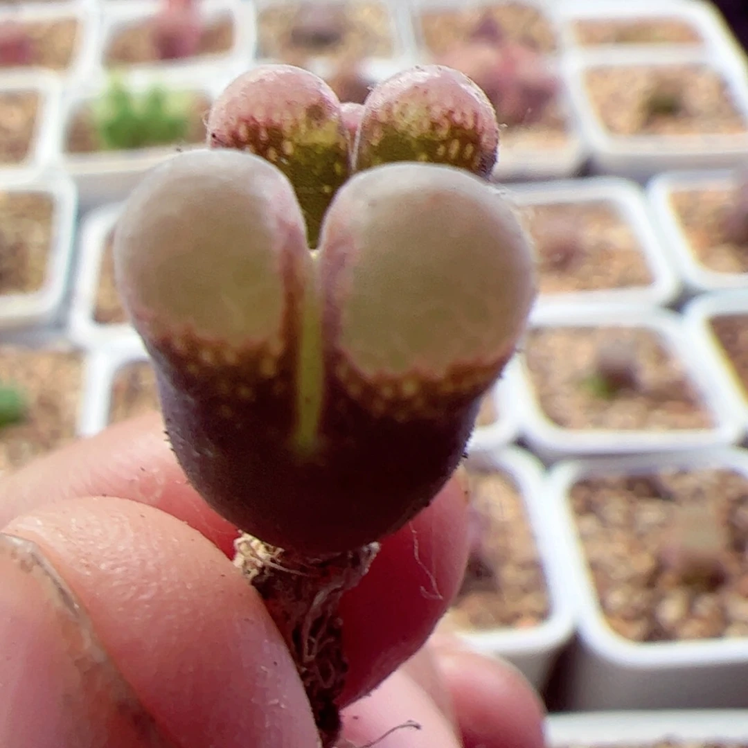 双头红风铃玉肉锥