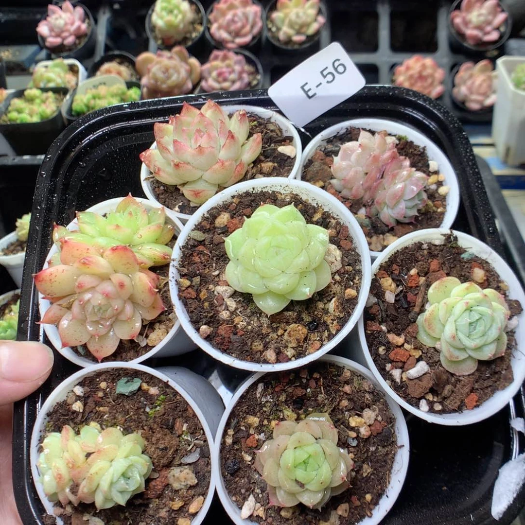 E56y y y y y y g y y