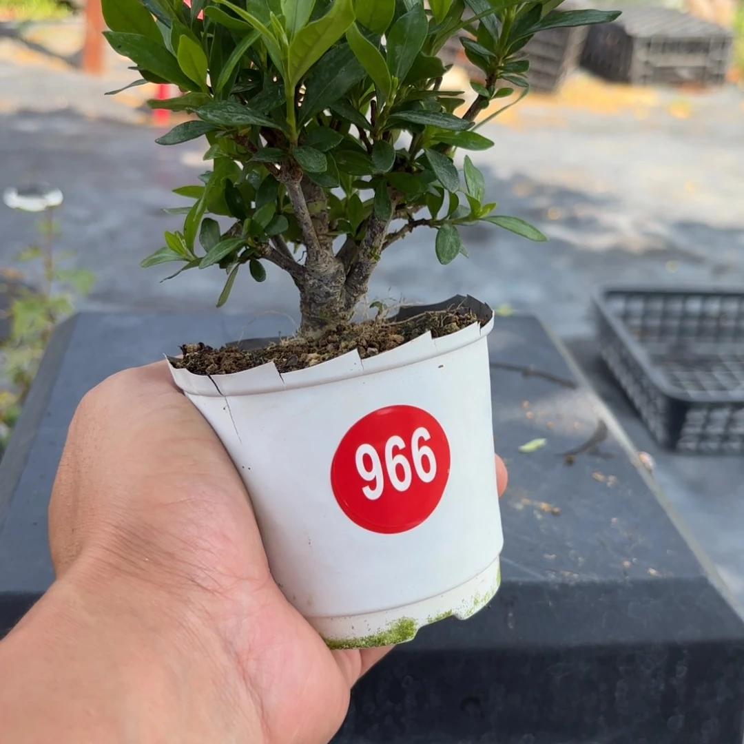 金**景全场盆景966