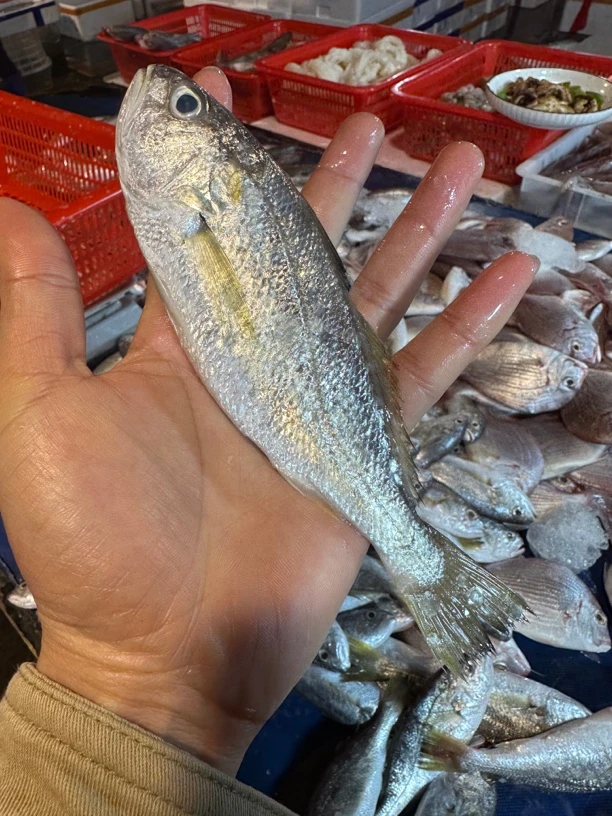 广东湛江 石头鱼 划仔鱼5斤