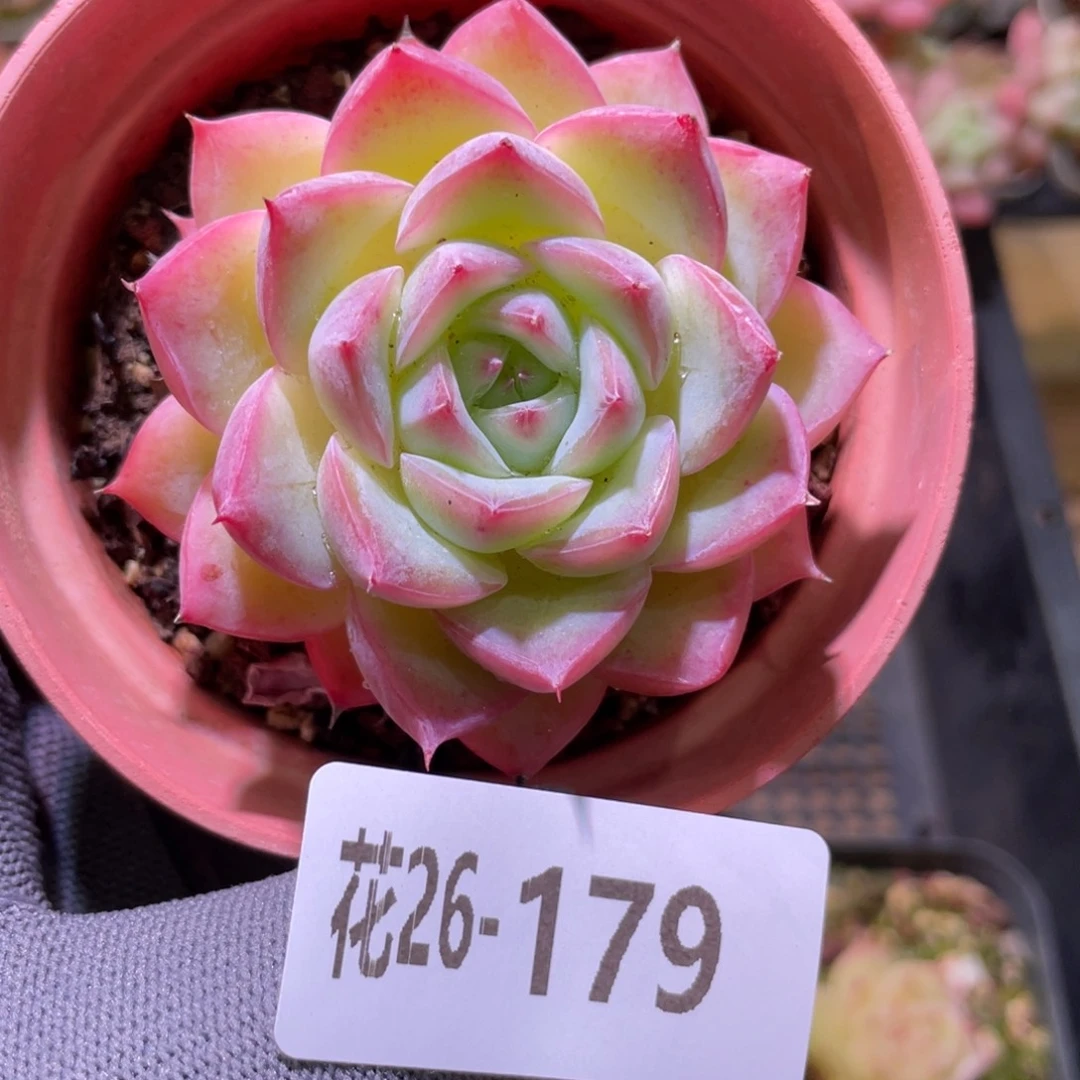 花利美26-179粉水晶