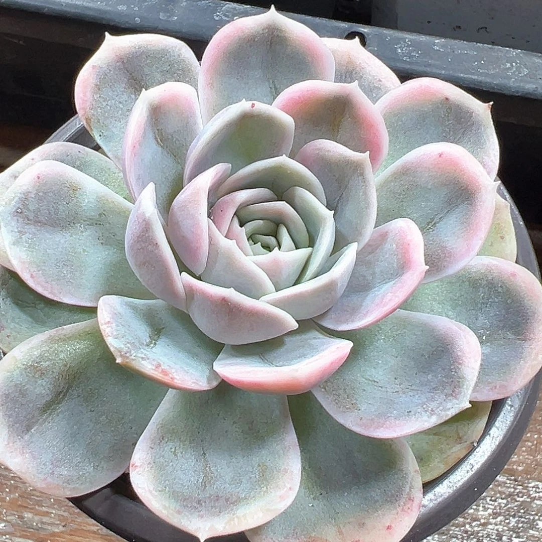 蓝色惊喜锦 小方花圃一单包邮