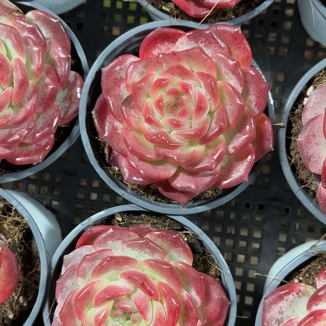 琥珀新品多肉10㎝盆参考