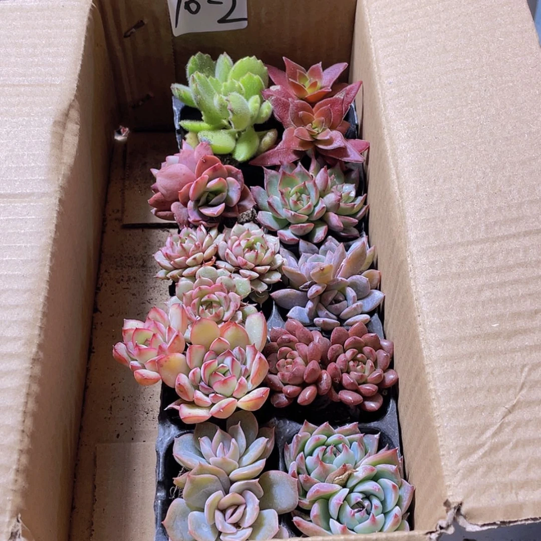 【闪购商品】10颗-2