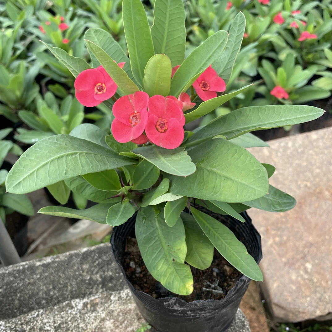 虎刺梅大叶大花好养四季开花大叶大红花室内外四季绿植盆栽铁海棠