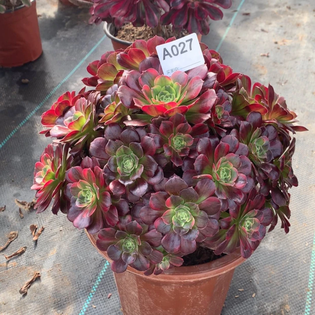 【闪购商品】027安娜