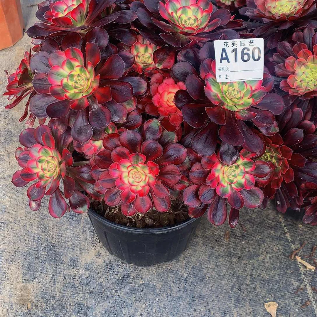 160多肉法师香奈儿