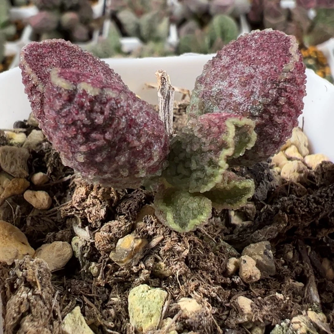 紫水晶一物一拍水泡