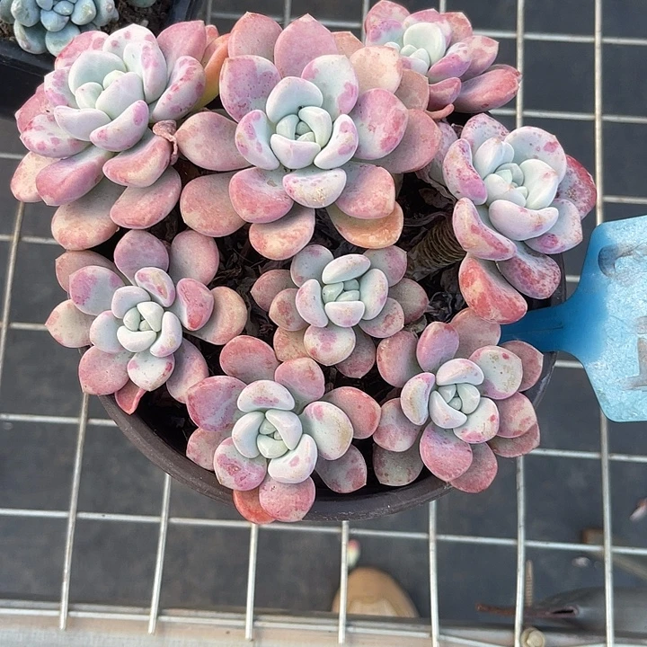 开播炸福利，好久不见694