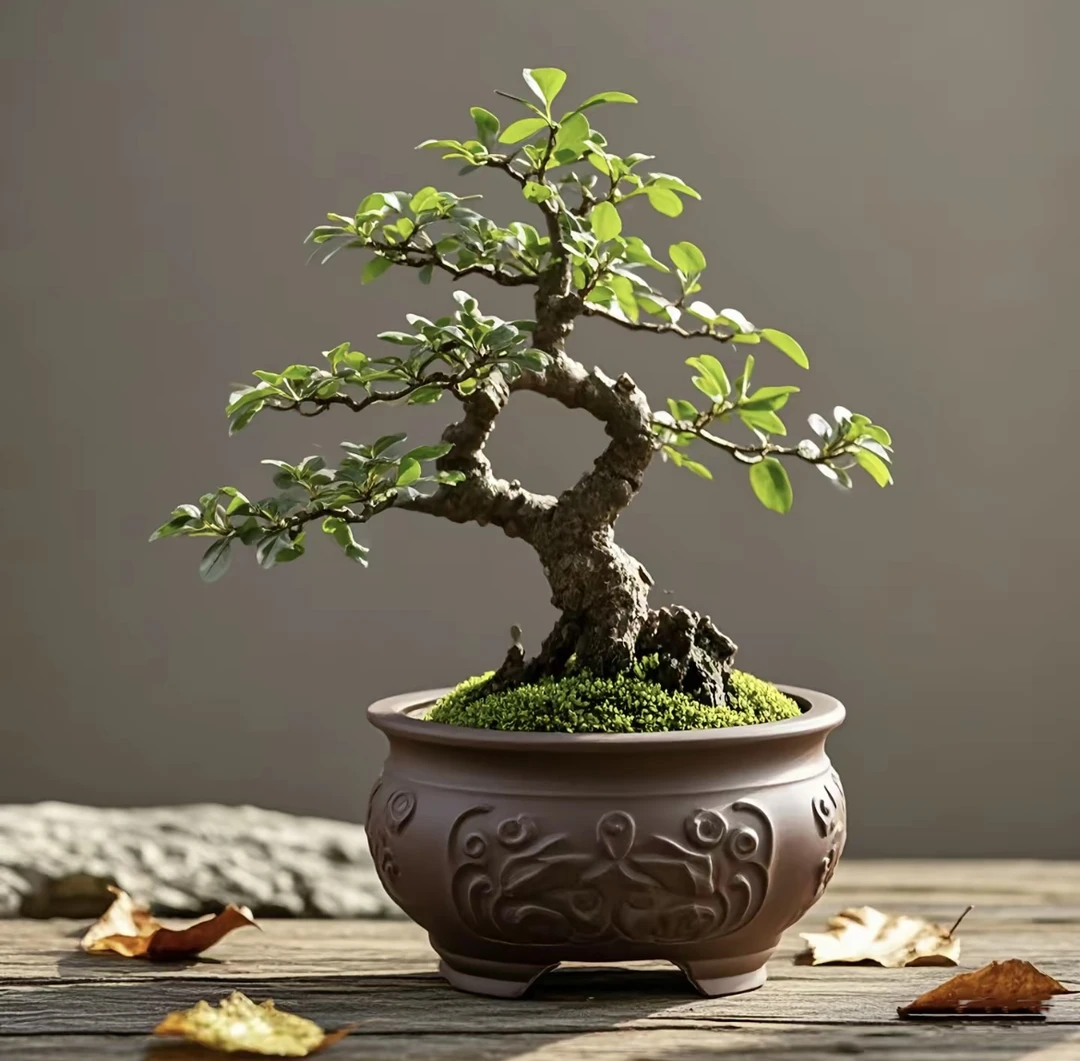 特色盆景素材铁马鞭羊蹄甲