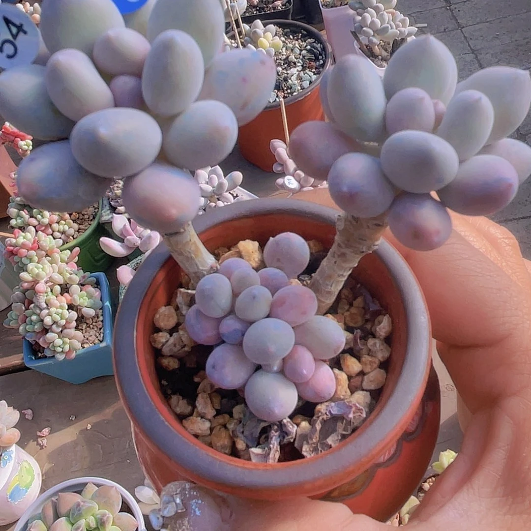 溜溜球 多肉植物群生