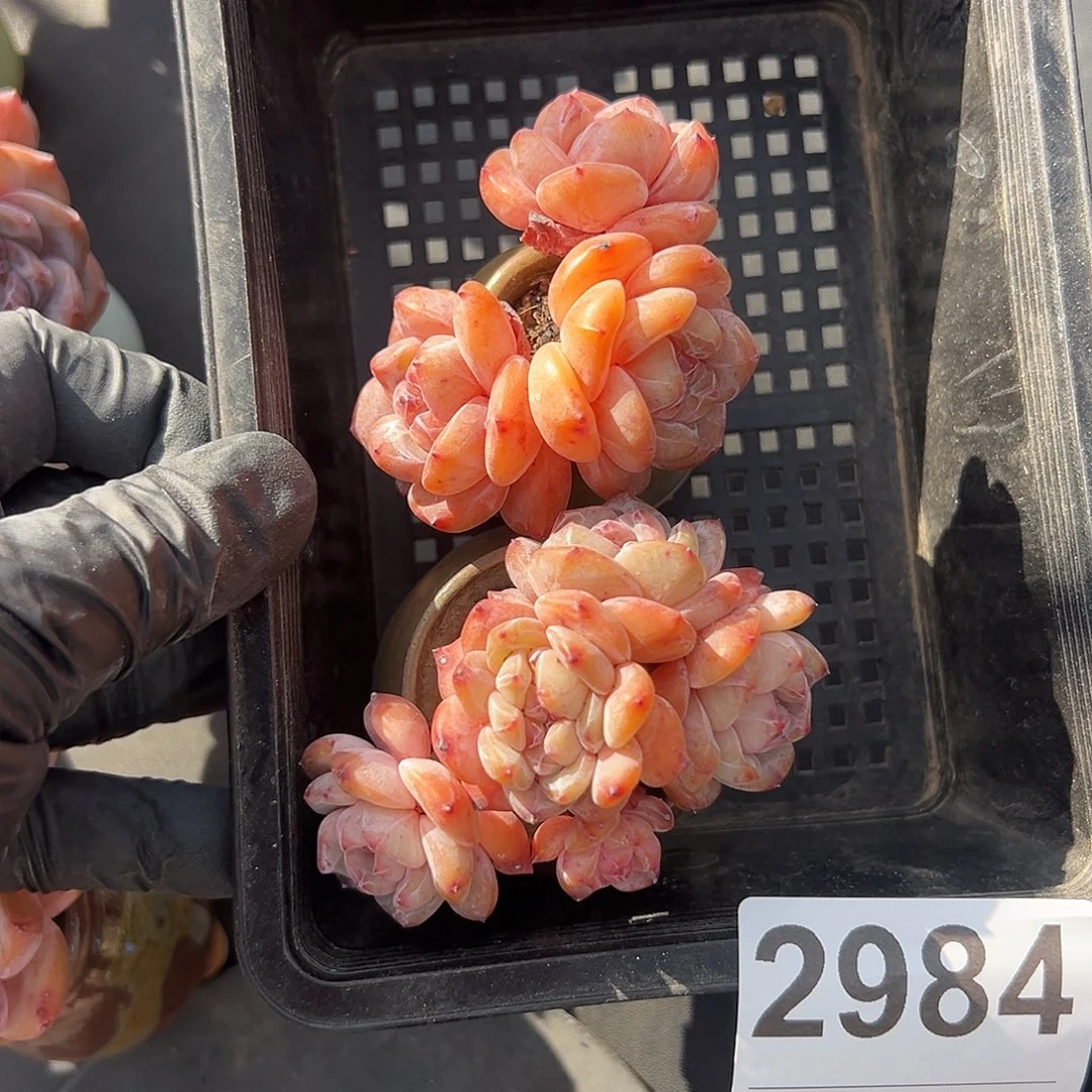 つ***念俩个星影带盆发的时候2984