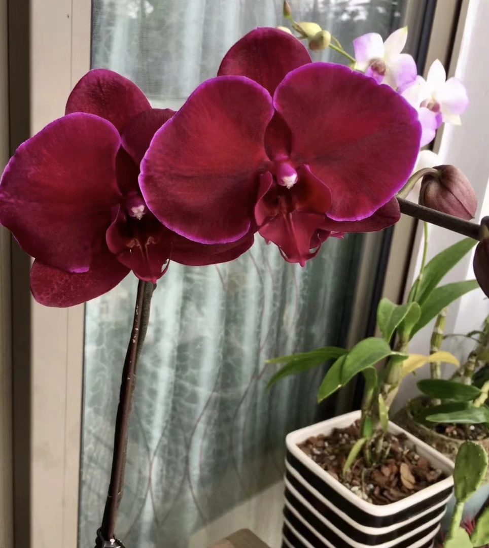 【花间集】红天鹅蝴蝶兰3.5寸杯爆根高颜值无瑕疵不带剑发货