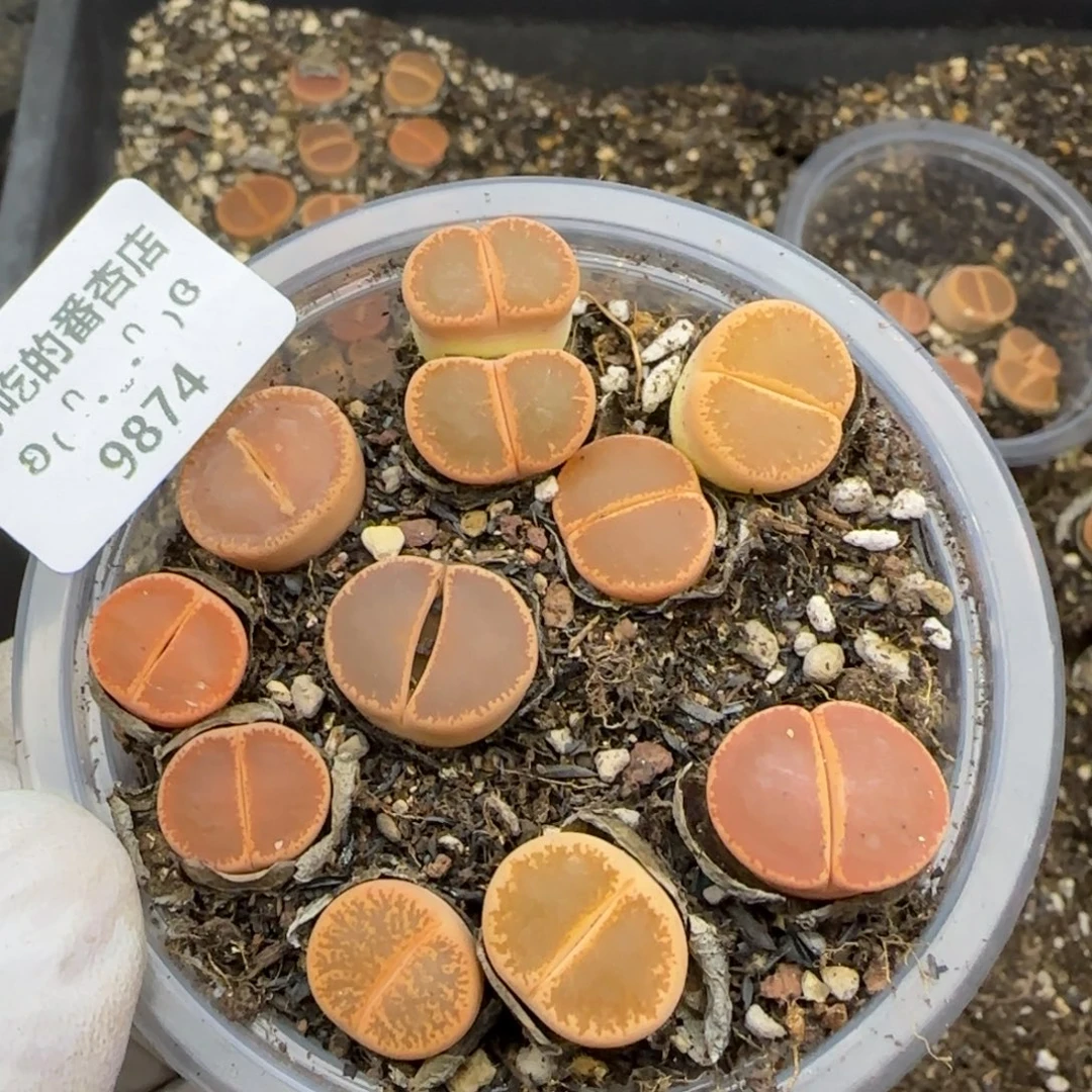 l***u9874。默认脱土。18包邮。偏远88包邮