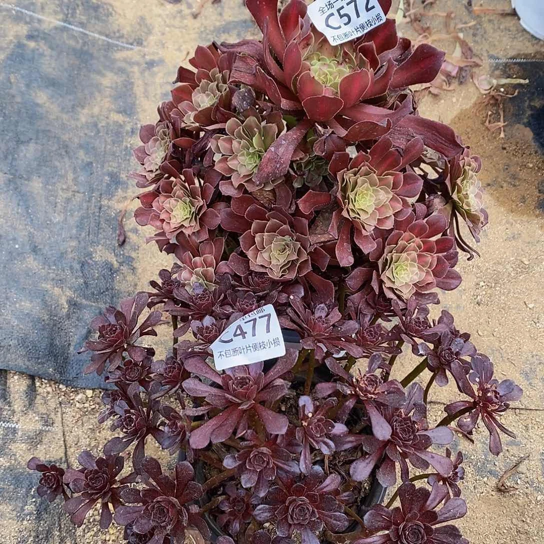 ****子477572红铜中斑黑珍珠多肉