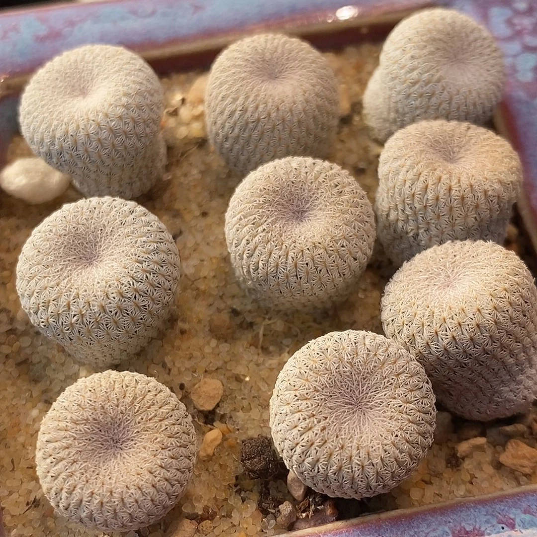 实生月世界一颗买2送1。