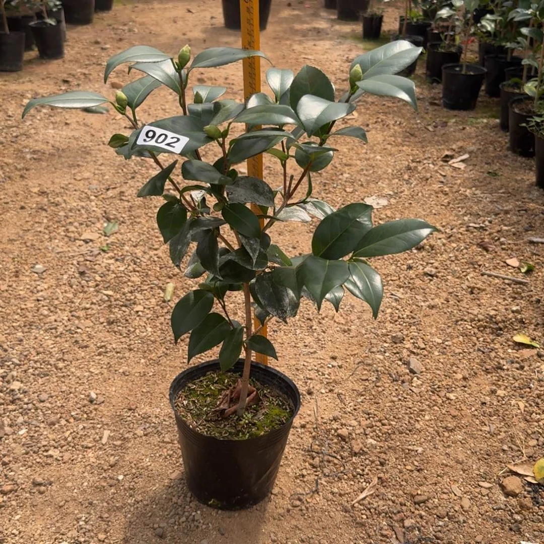 少量花朵（建议范围：2朵-5朵 或40%以下）902友之浦