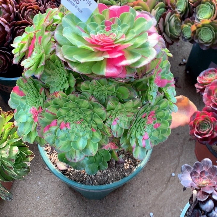 塔**姐705知否多肉植物特价寄养