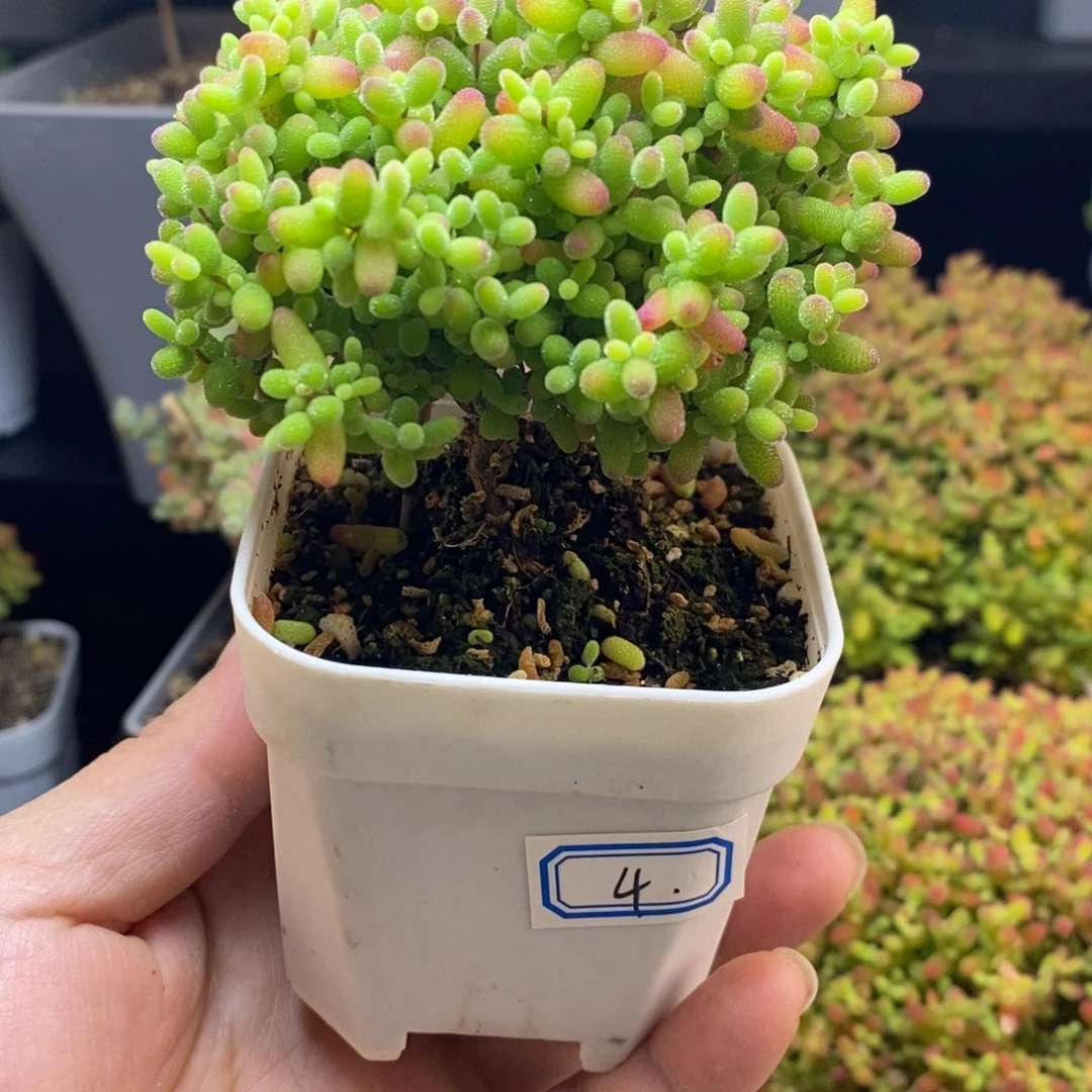 完全开放4号蜜橘糖球（6.5cm）