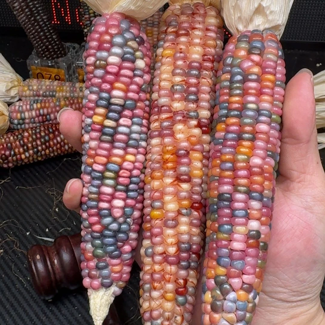 柏香籽/百香籽吊坠暖***子