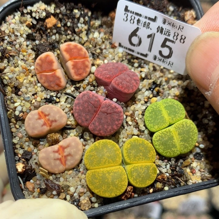 zzz精品生石花615