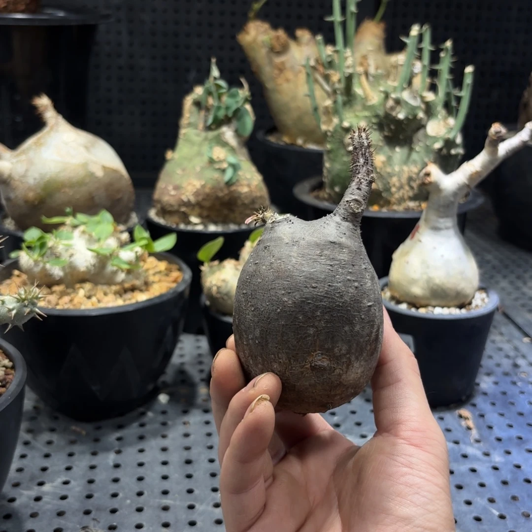 卡***特369666966666999999