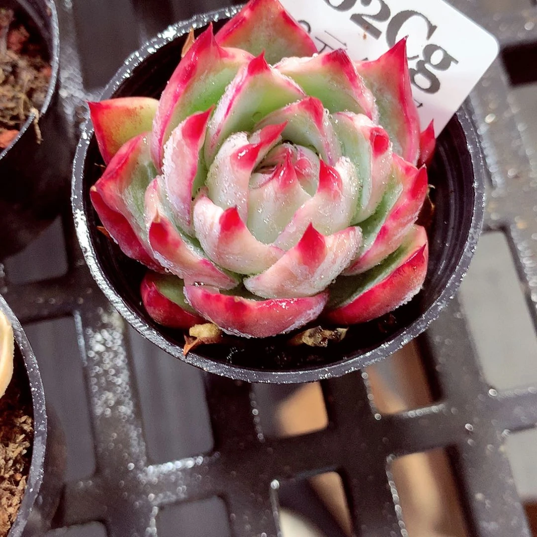 5厘米盆精控多肉202