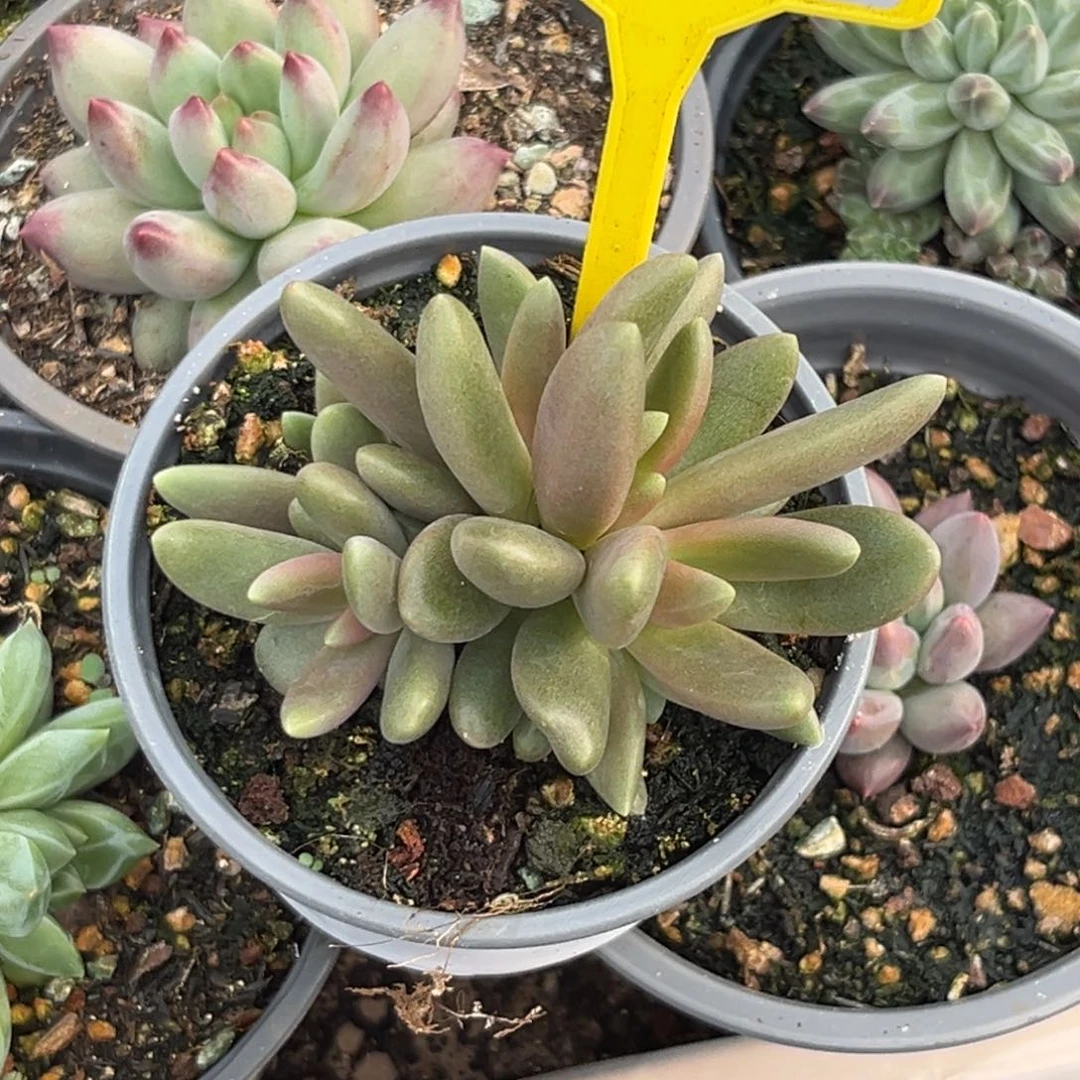 多肉植物八爪鱼群202