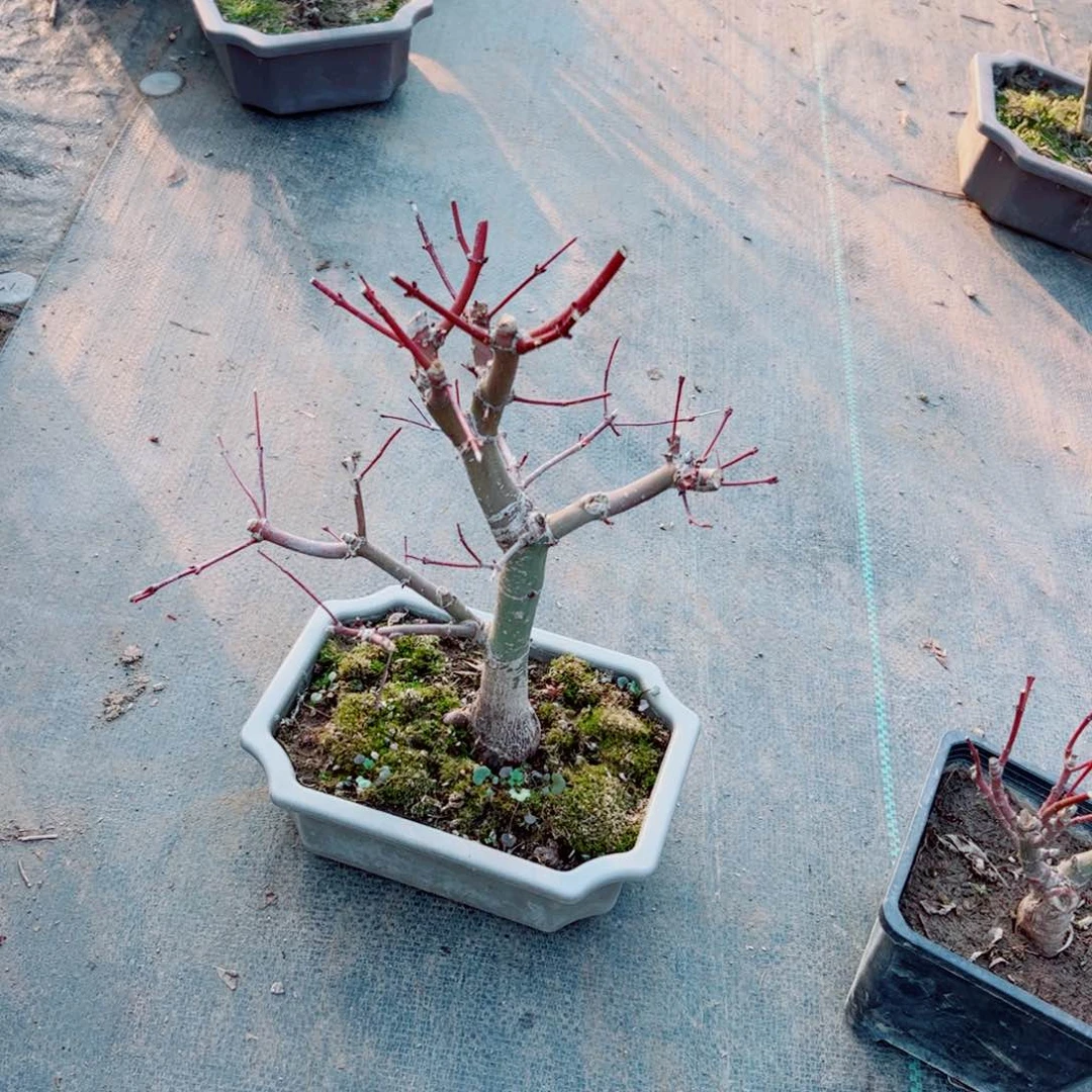 清****%枫树枫树枫树枫树