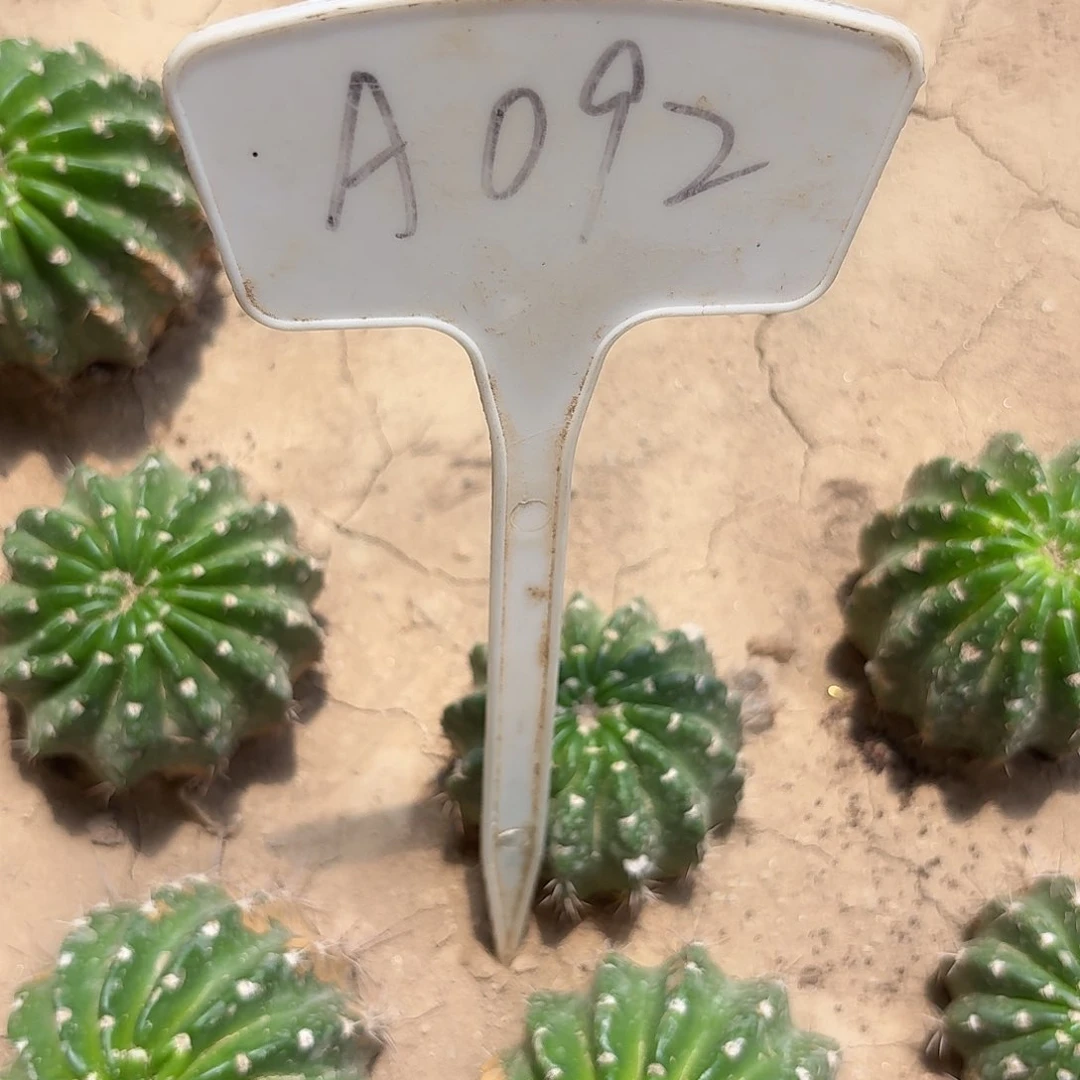林***岩A092,绿芙蓉瑕疵歪头