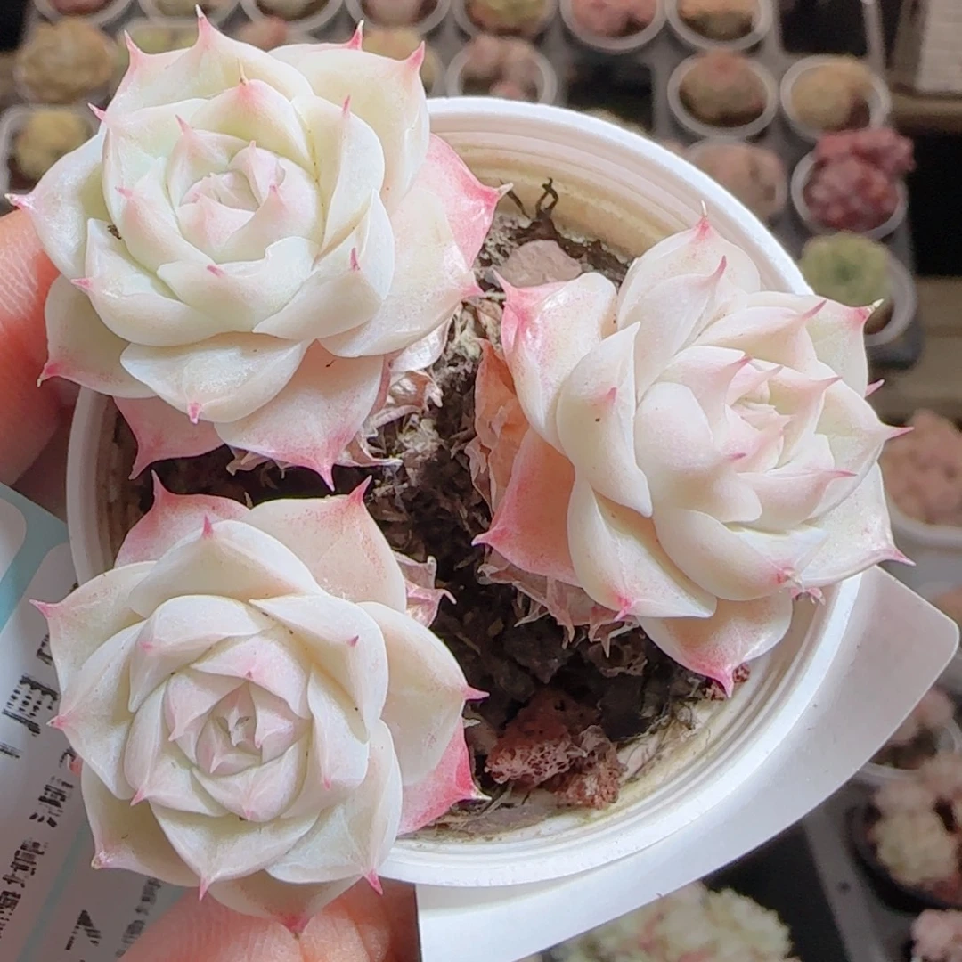 花语多肉0105-144散