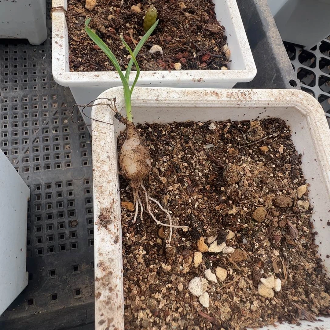 随***起多肉植物多肉植物