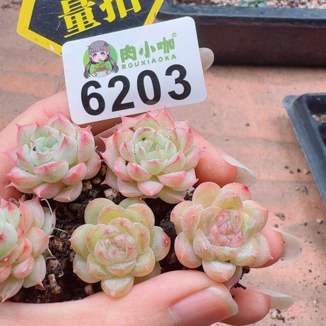 多肉植物多肉植物