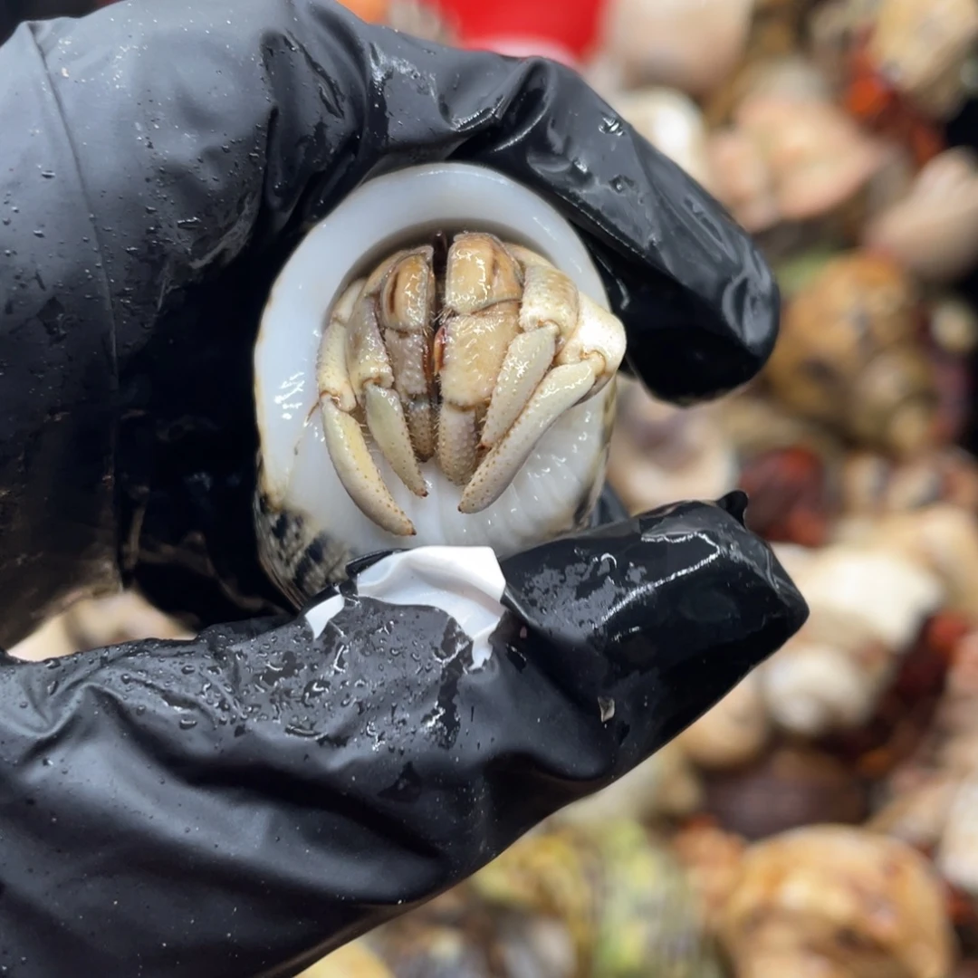 不退不换谢谢支持32