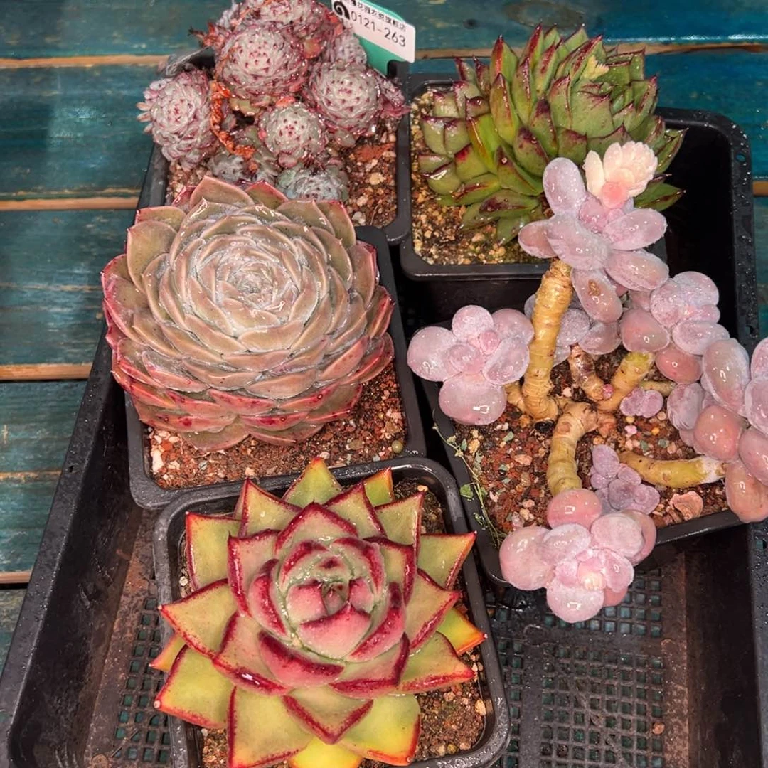 从前慢多肉精选编号0121.263