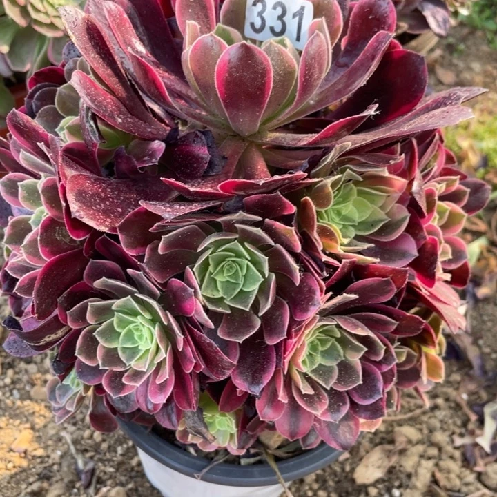 无花朵331多肉植物金丝雀