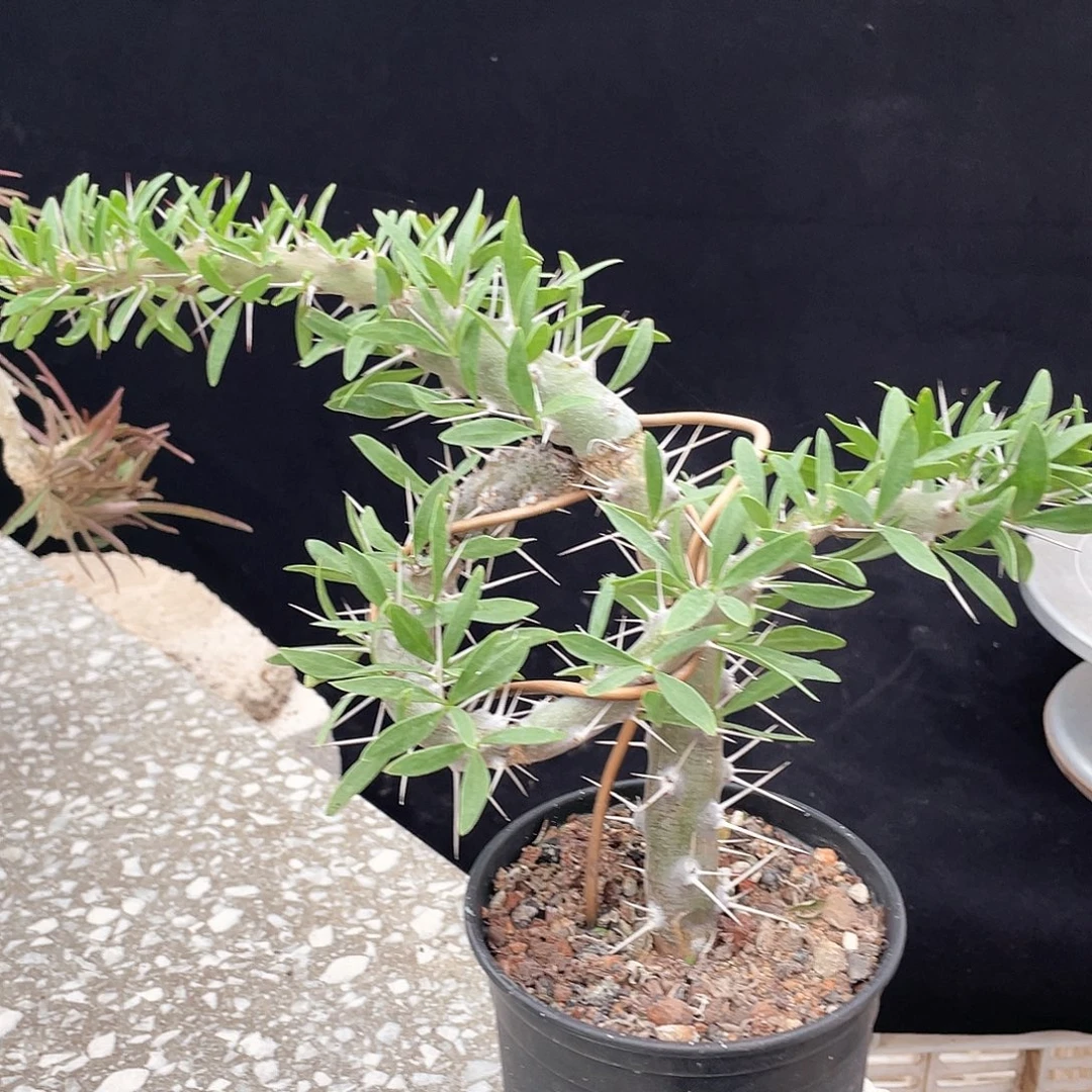 啊修罗66666666666