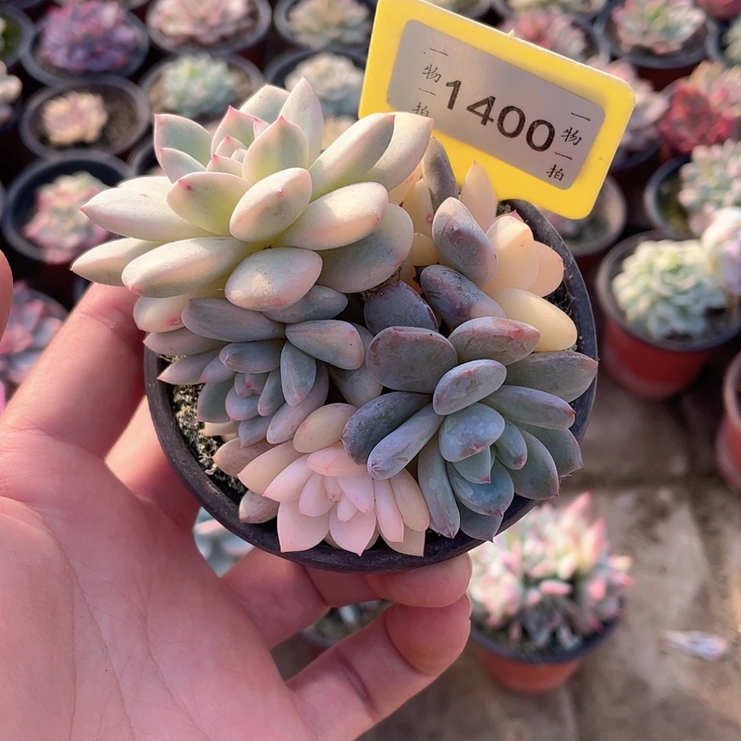 1400有砍福利多肉