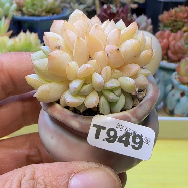 T949 一物一拍带盆发