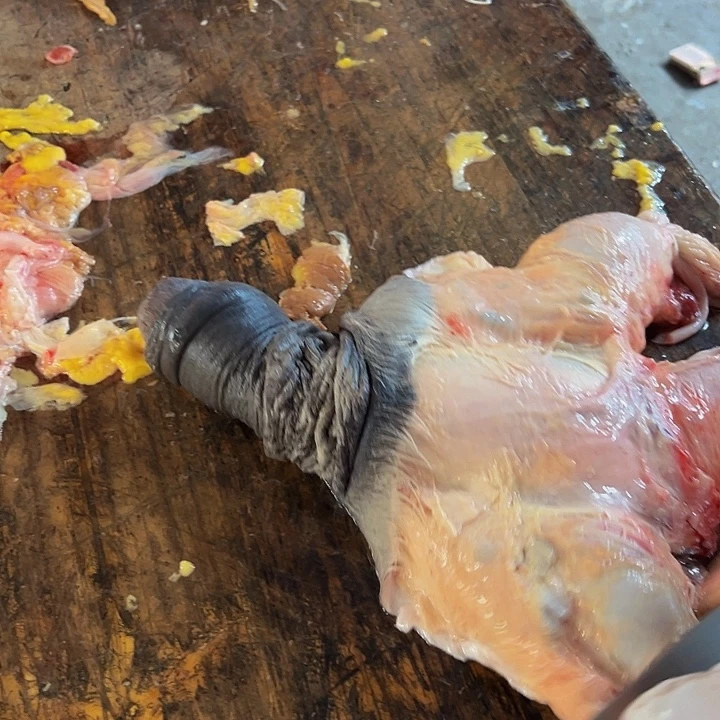 广西土耕马马肉 送马油 送沙姜中国大陆