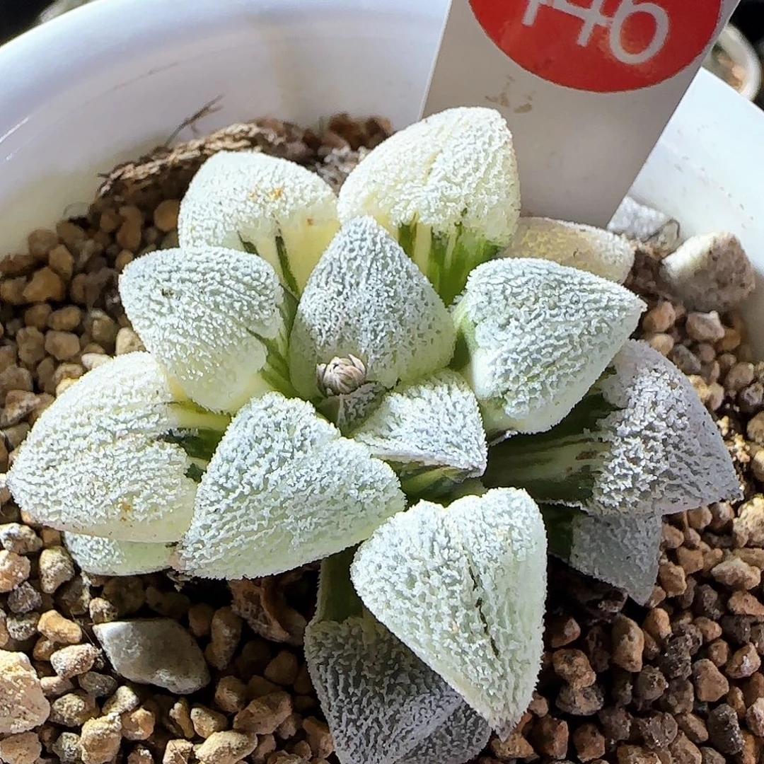 446号磨面锦一物一拍带盆土