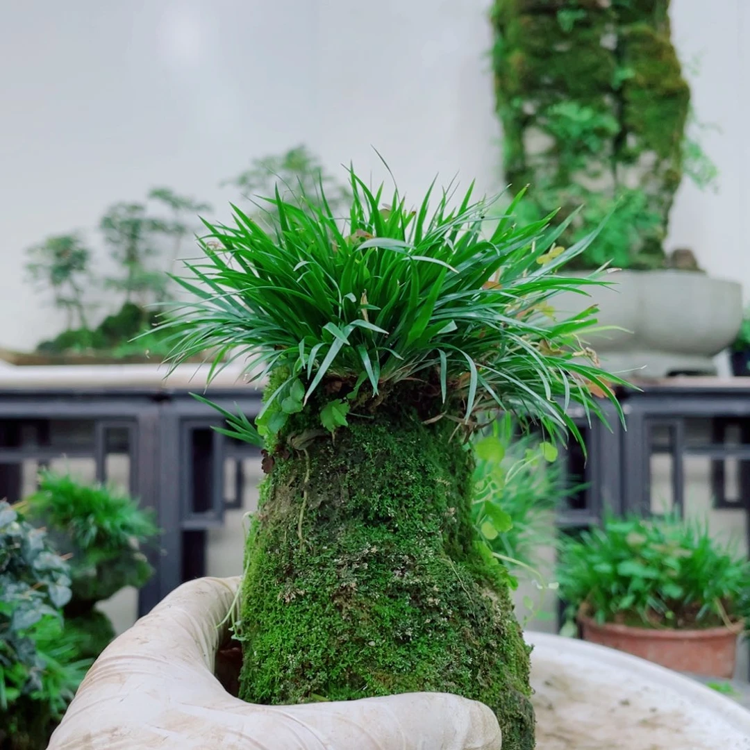 无铅玻璃休**看铁线蕨铁线蕨铁线蕨