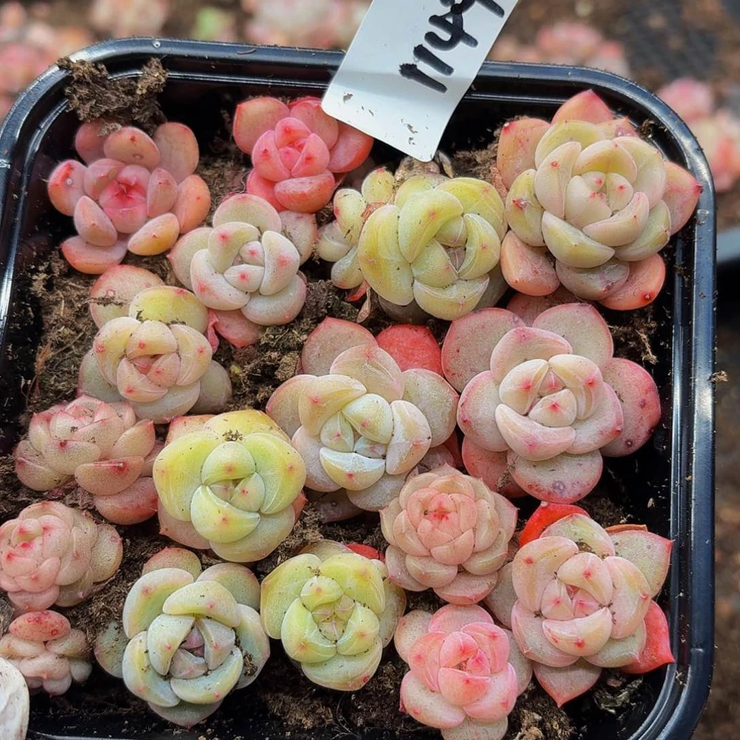 多肉植物多肉植物1149