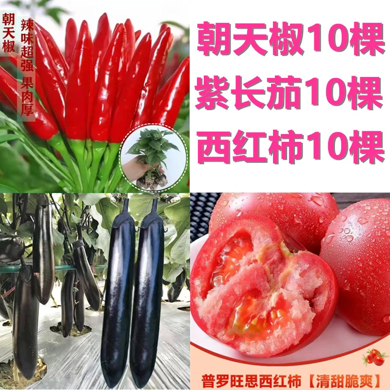 直播间活动紫长茄10棵西红柿10棵朝天椒10棵不指定品种带土