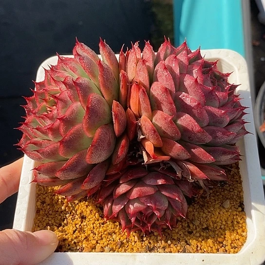 1366多肉植物老桩