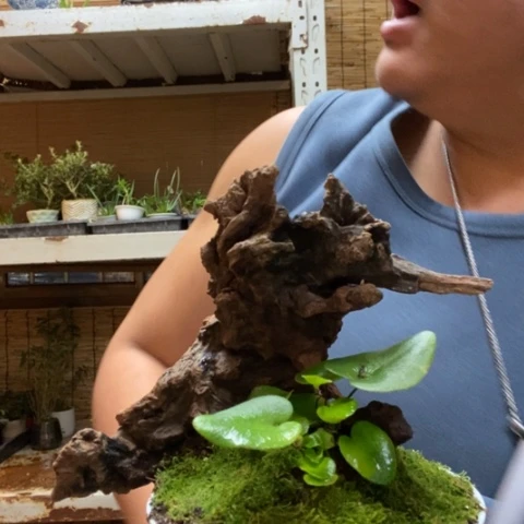 红陶一物一拍所见即所得151