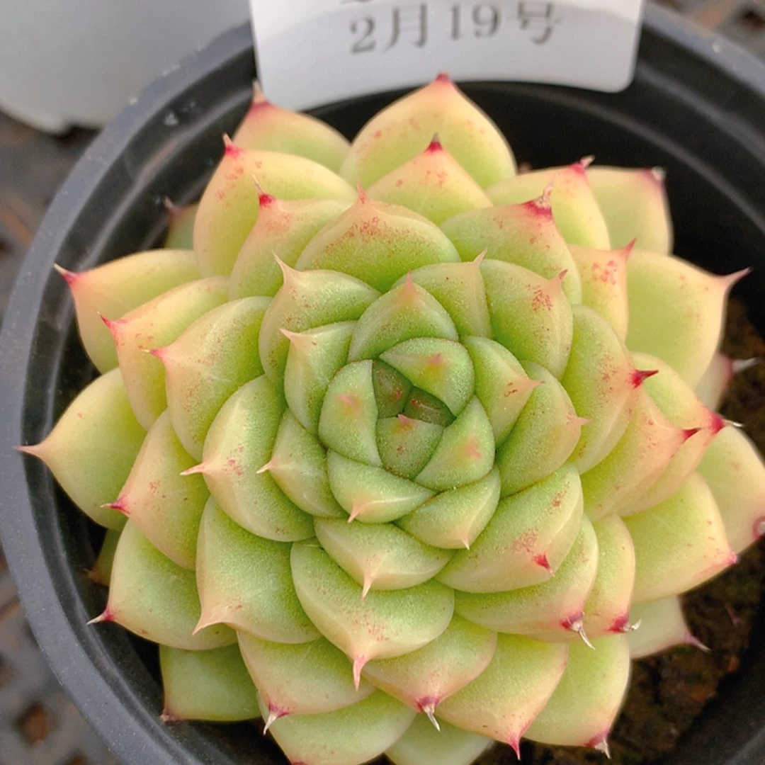 【闪购商品】云114